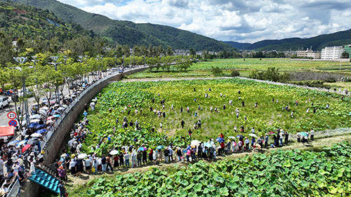 豐收峨山 荷韻飄香2.jpg