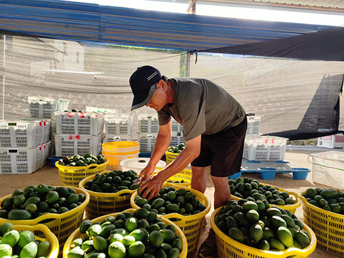 元江縣發展特色產業賦能鄉村振興.jpg 元江縣發展特色產業賦能鄉村振興.jpg