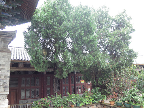 千年古樹枯而不倒 “后代”已成參天大樹1.jpg 千年古樹枯而不倒 “后代”已成參天大樹1.jpg