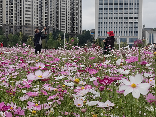 玉溪科教創新城片區波斯菊花海迎客來.jpg