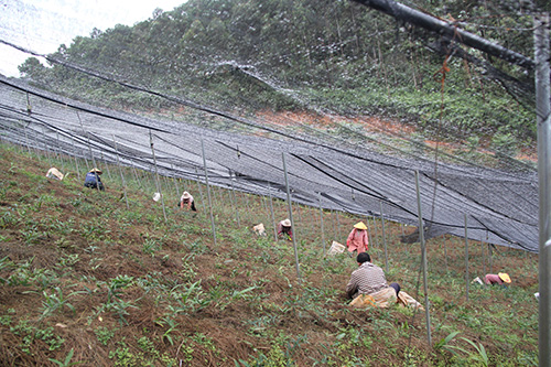 雙江街道培育壯大中藥材產(chǎn)業(yè)助推鄉(xiāng)村振興.jpg 雙江街道培育壯大中藥材產(chǎn)業(yè)助推鄉(xiāng)村振興.jpg