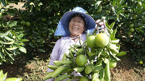 綠皮冰糖橙搶“鮮”上市.jpg 綠皮冰糖橙搶“鮮”上市.jpg