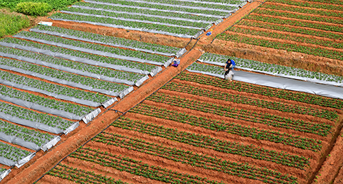 草莓產業繪就美好前景.jpg