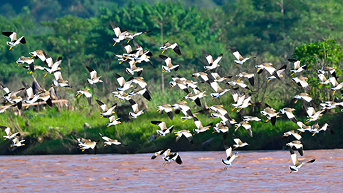 千只灰頭麥雞戛灑江畔舞翩躚.jpg 千只灰頭麥雞戛灑江畔舞翩躚.jpg