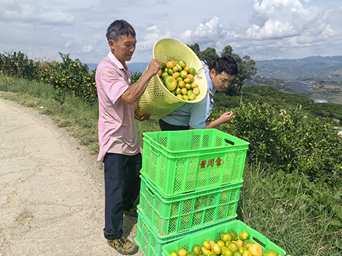 警民同心采摘忙 柑橘地里情意長.jpg 警民同心采摘忙 柑橘地里情意長.jpg