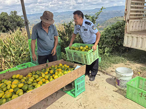 警民同心采摘忙 柑橘地里情意長1.jpg 警民同心采摘忙 柑橘地里情意長1.jpg