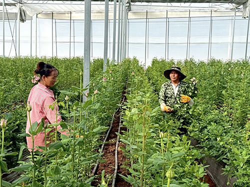 浦貝鄉(xiāng)發(fā)展花卉產(chǎn)業(yè)助農(nóng)增收.jpg 浦貝鄉(xiāng)發(fā)展花卉產(chǎn)業(yè)助農(nóng)增收.jpg