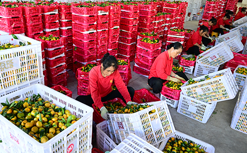 華寧柑橘暢銷國外市場.jpg 華寧柑橘暢銷國外市場.jpg
