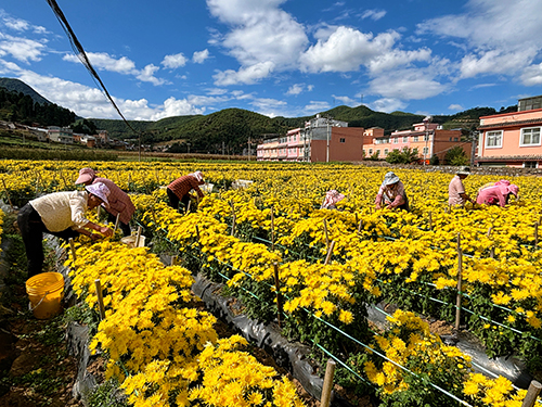 易門縣小街鄉(xiāng)特色產(chǎn)業(yè)拓寬致富路.jpg 易門縣小街鄉(xiāng)特色產(chǎn)業(yè)拓寬致富路.jpg