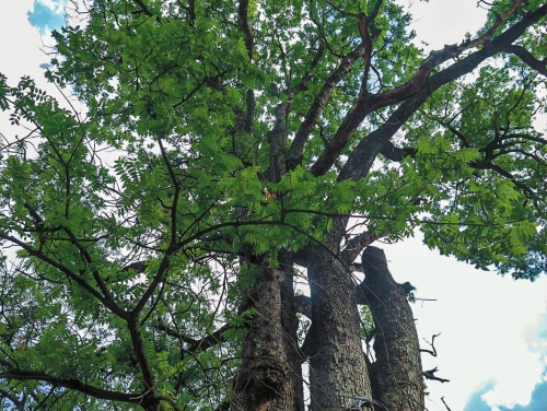 古村龍鳳樹守望愛情三百年.jpg 古村龍鳳樹守望愛情三百年.jpg