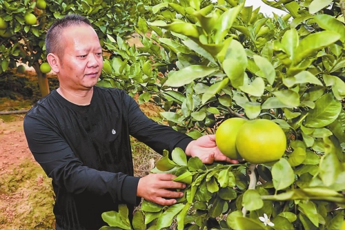 葡萄柚扎根新平紅河谷特色水果助農(nóng)增收.jpg 葡萄柚扎根新平紅河谷特色水果助農(nóng)增收.jpg