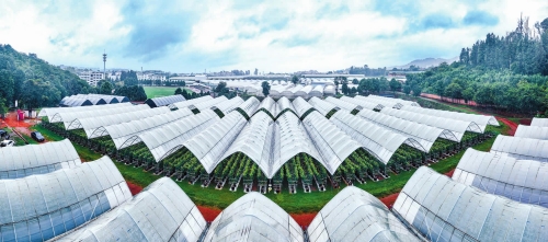 深耕特色水果技術(shù)創(chuàng)新 全鏈條服務(wù)賦能農(nóng)業(yè)升級.jpg 深耕特色水果技術(shù)創(chuàng)新 全鏈條服務(wù)賦能農(nóng)業(yè)升級.jpg