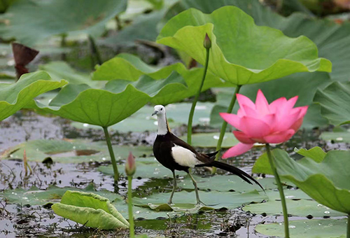 星云湖畔生態(tài)旅游解鎖新體驗1.jpg 星云湖畔生態(tài)旅游解鎖新體驗1.jpg