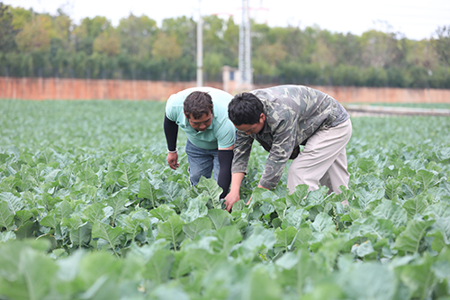 12月初批量上市！江川蔬菜產業又添“新成員”.jpg