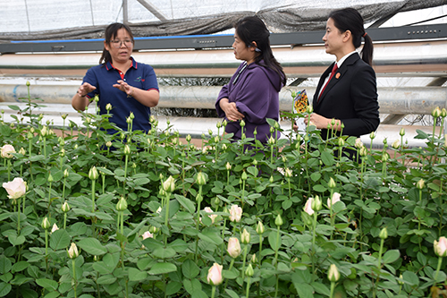 千年古城花卉產業綻繁榮.jpg 千年古城花卉產業綻繁榮.jpg
