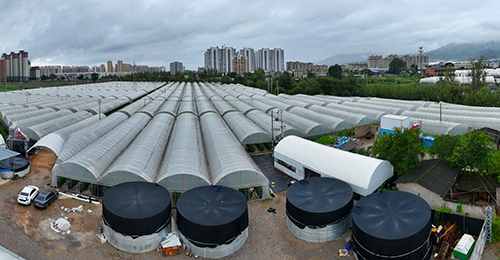 澄江探索農業尾水治理新路徑.jpg 澄江探索農業尾水治理新路徑.jpg