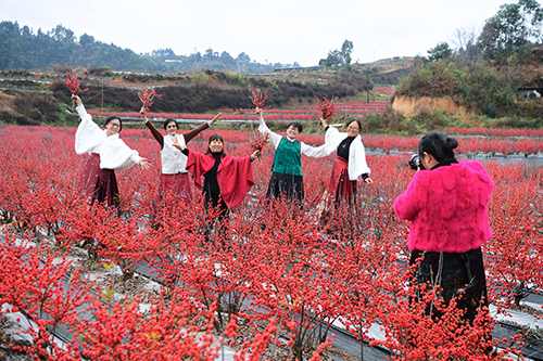冬日“紅果”引客來.jpg