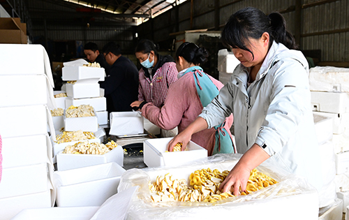 科技賦能菌香四溢.jpg 科技賦能菌香四溢.jpg