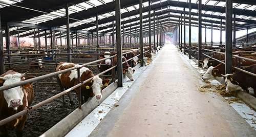 肉牛養殖帶動群眾增收.jpg 肉牛養殖帶動群眾增收.jpg