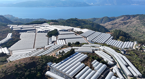 澄江現(xiàn)代設施農業(yè)蓬勃發(fā)展.jpg 澄江現(xiàn)代設施農業(yè)蓬勃發(fā)展.jpg