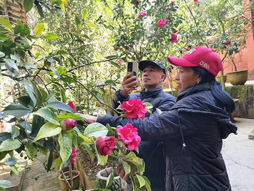 秀山茶花艷 繁花引客來.jpg 秀山茶花艷 繁花引客來.jpg