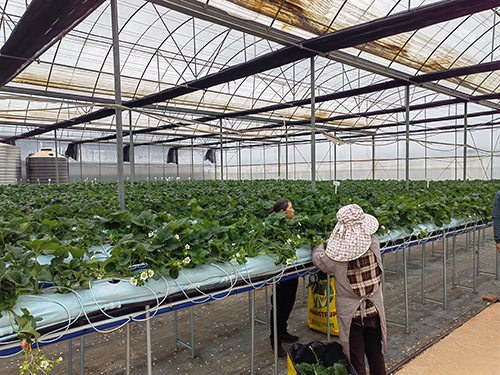 科技創(chuàng)新引領(lǐng)玉溪農(nóng)業(yè)走向現(xiàn)代化1.jpg 科技創(chuàng)新引領(lǐng)玉溪農(nóng)業(yè)走向現(xiàn)代化1.jpg