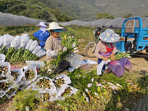 千畝百合開出“富民花”.jpg