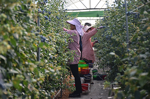 藍莓豐收采摘忙 特色產(chǎn)業(yè)助增收.jpg 藍莓豐收采摘忙 特色產(chǎn)業(yè)助增收.jpg