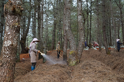 易門林下產業興 種植天麻促增收.jpg