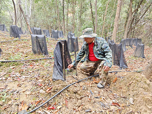 因地制宜試種甜菜 探索林下經濟新路子.jpg