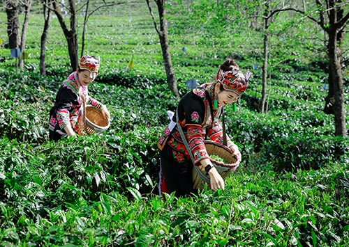 春茶采摘忙.jpg 春茶采摘忙.jpg