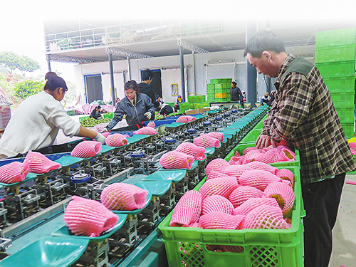 “三跑坡”種出“甜蜜果”.jpg “三跑坡”種出“甜蜜果”.jpg