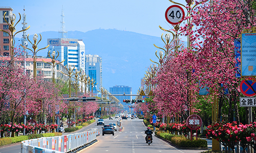“櫻花大道”扮靚春日家園.jpg “櫻花大道”扮靚春日家園.jpg