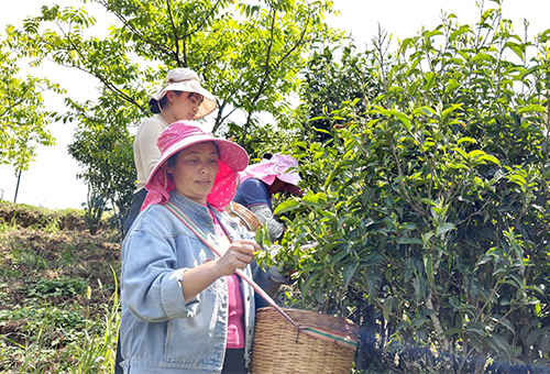 者竜鄉以茶興業鋪就百姓致富路.jpg